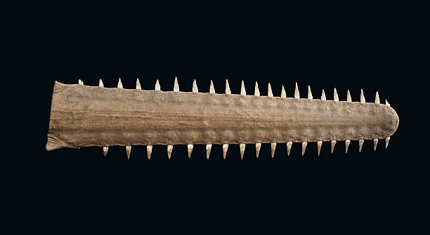 Saw Shark Nose Isolated On A Black Background