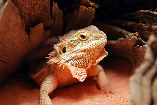 A young bearded dragon shedding around it's neck. 