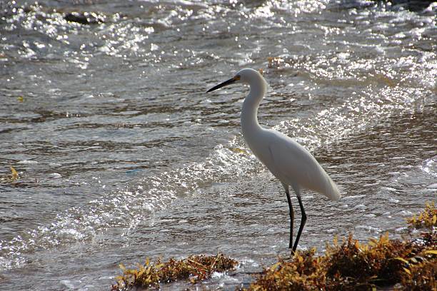 istock White Heron in Florida, Atlantic Ocean 535378185