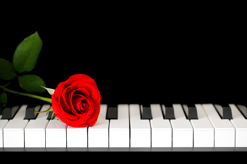 Red rose on the piano keyboard