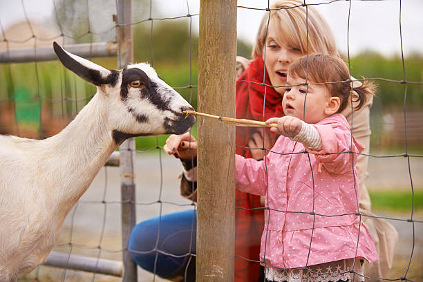 Love at first bite Shot of a mother and her little girl looking at a goat behind the fence petting zoo stock pictures, royalty-free photos & images