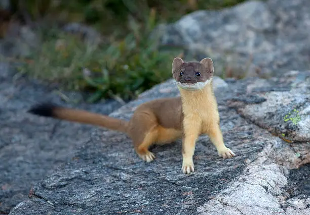 Standing on a granite boulder, a quick moving and wild long tailed weasel looks up from an early morning alpine hunt near 11,000 feet in Rocky Mountain National Park in Colorado.