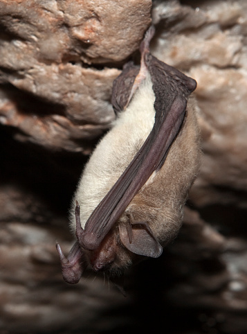 A furry and hibernating cave myotis (Myotis velifer) bat hangs with his eyes closed from the alabaster rock ceiling inside Alabaster Cave in Oklahoma. They are a medium-sized bat with brown or black fur on its back and paler fur on its underside. Its ears are short and pointed and its eyes are small. Cave myotis are insectivores. White nose syndrome has killed millions of these friendly bats.
