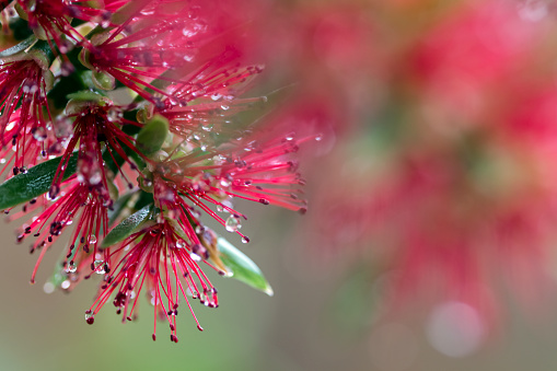 Red Bottlebrush blooming tree with raindrops on red nature background with Bokeh in Close up.