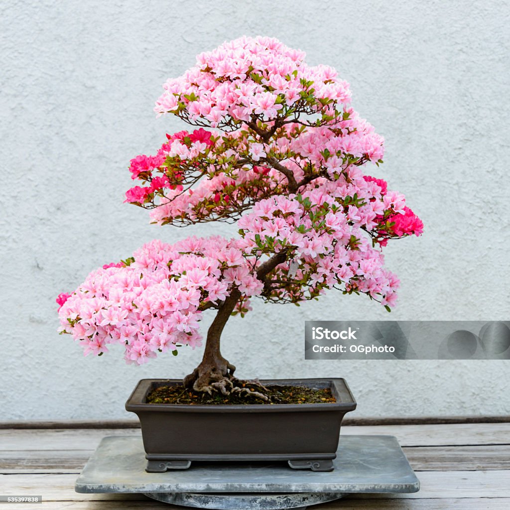 Fleurs azalée Bonsaï - Photo de Bonsaï libre de droits