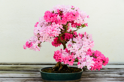 A flowering azalea bonsai tree in a ceramic pot sitting on a wooden table.