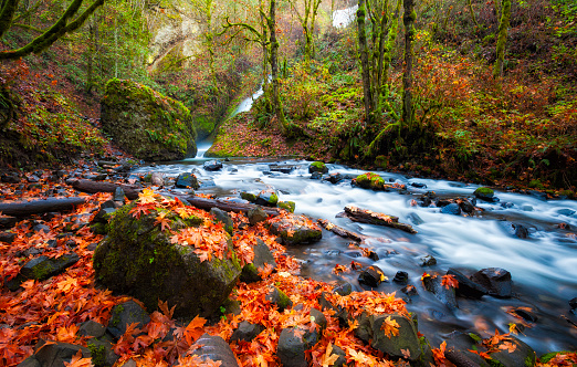 Autumn leaves litter the banks of Bridal Veil Creek in the Columbia River Gorge