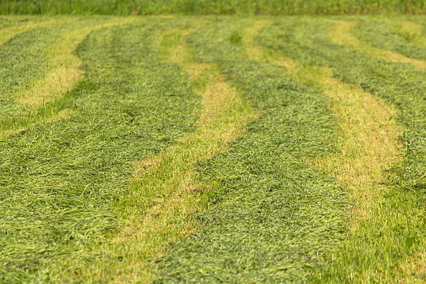 istock Lines of fresh mowed Hay. 535398020