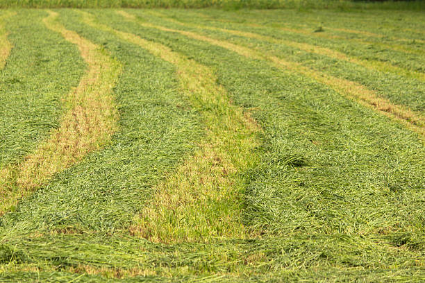 istock Lines of fresh mowed Hay. 535398034