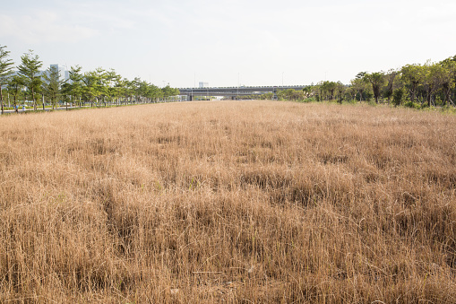 Dried grass on wild field.