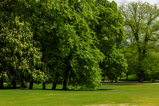 Green public park in Oslo, Norway with large old decideous trees and shaded areas with lavish lawn and glimpses of sky on a beautiful day in the summer. Canon EOS Mark II.