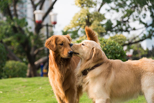 istock Two golden retriever playing on the grass 535398814