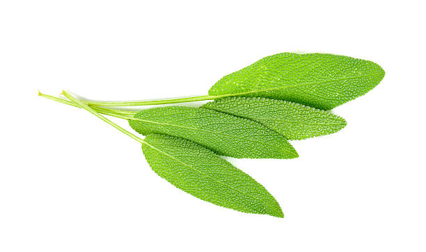 istock sage leaves isolated on white background 535398938