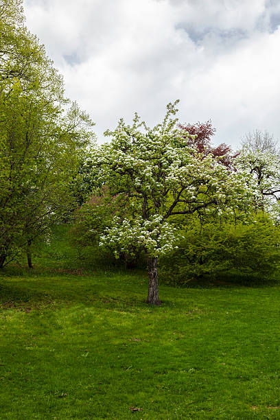 istock Green park  with large old decideous trees and shaded areas. 535399782