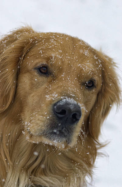 istock Dog with snow on his face 535399783