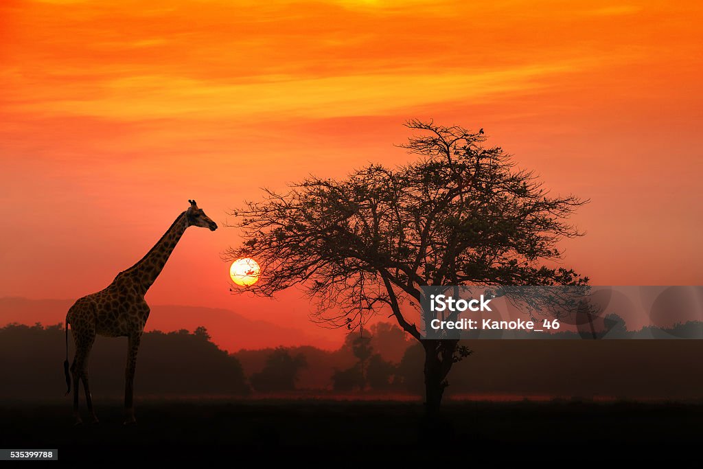 Giraffa africana all'alba - Foto stock royalty-free di Africa