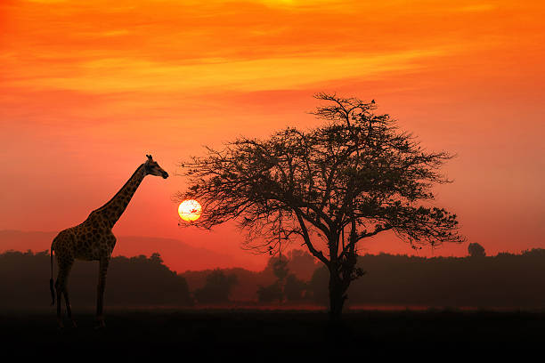 giraffa africana all'alba - unesco world heritage site cloud day sunlight foto e immagini stock