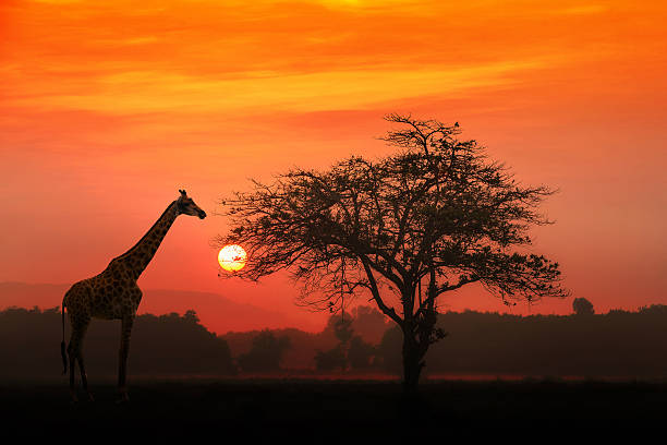 日の出のアフリカキリン - サファリ動物 写真 ストックフォトと画像