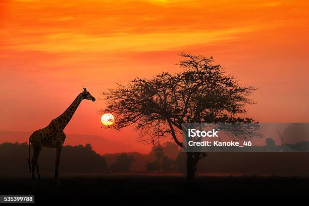 African Giraffe At Sunrise Stock Photo - Download Image Now - Africa, Safari, Giraffe