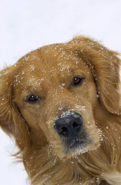 istock Dog with snow on his face 535399789