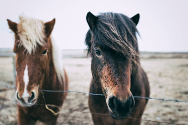 istock Iceland Ponies behind fence, Iceland 535399864