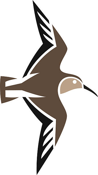 Stylized Bird Dunlin in flight sandpiper stock illustrations