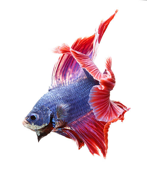 istock Betta fish, siamese fighting fish, betta splendens (Fullmoon bet 535400604