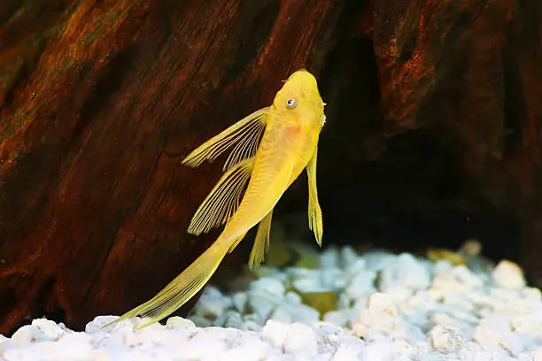 Photo of pleco catfish blue eye bushynose Ancistrus dolich