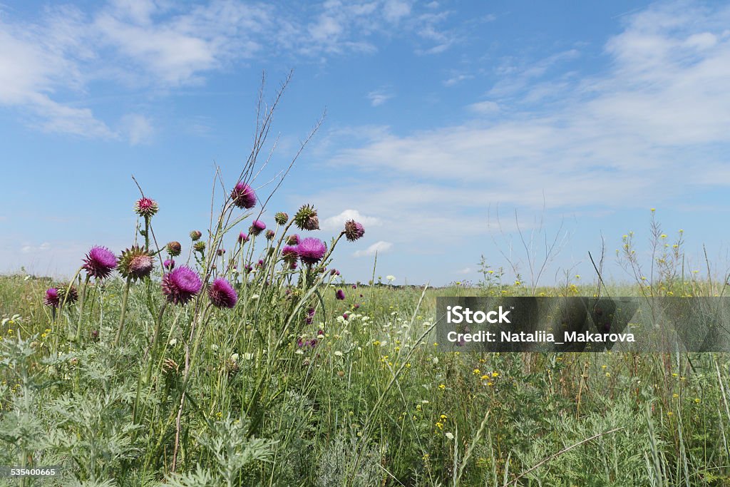 The blossoming thistle The lilac flowers of a thistle growing in a field against the blue sky Agricultural Field Stock Photo