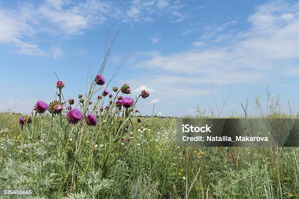 The Blossoming Thistle Stock Photo - Download Image Now - Agricultural Field, Thistle, 2015