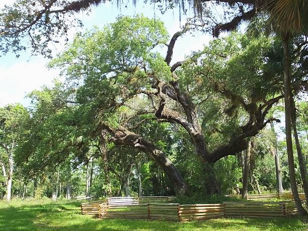 albero di lacrime-loxahatchee fiume battlefield park, la giove, florida - florida state foto e immagini stock
