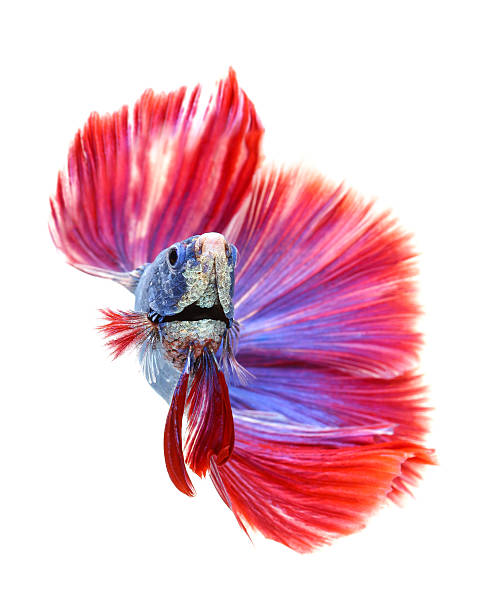 istock Betta fish, siamese fighting fish, betta splendens (Fullmoon bet 535400766