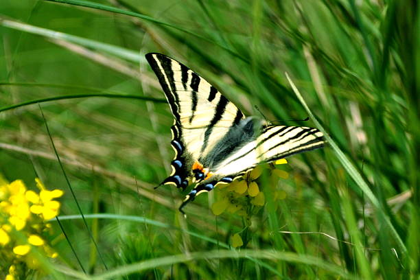 papillon dans les meadow - flower head botany florist forest photos et images de collection