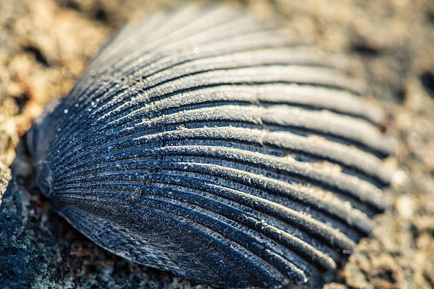 Half A Shell 40+ Halfshell Stock Photos, Pictures & Royalty-Free Images - iStock