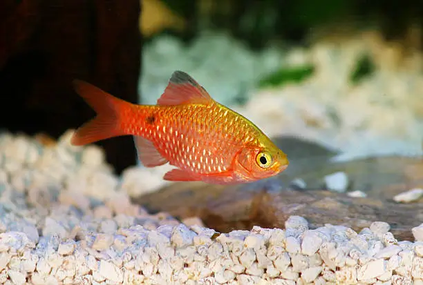 Photo of Rosy Barb Pethia conchonius freshwater tropical aquarium fish