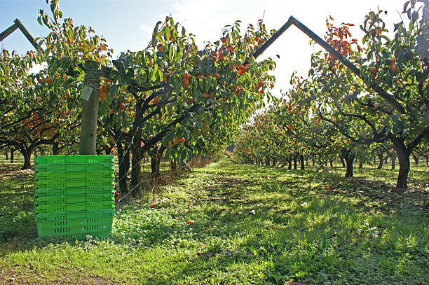 istock Produce crates ready for harvesting persimmon fruit 535401408