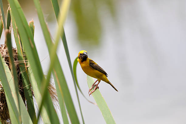 Yellow Sparrow Bird Stock Photo - Download Image Now - Animal