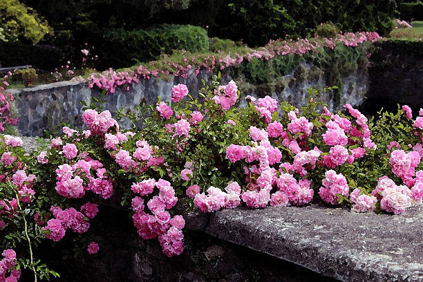 Beautiful rose bush against blue sky old stone wall background with copy space