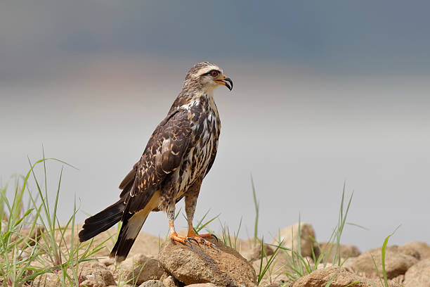 istock Female Snail Kite Perched on Rocks - Panama 535401926