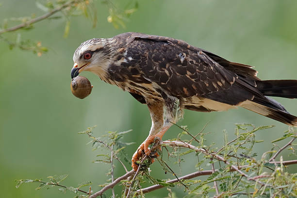 istock Female Snail Kite  Eating an Apple Snail - Panama 535402048