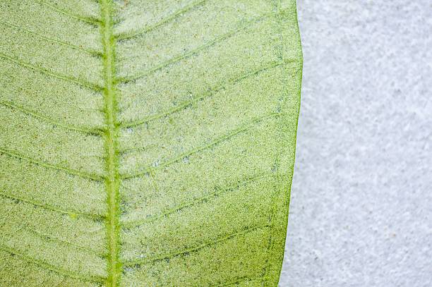 istock green plumeria leaves 535402395