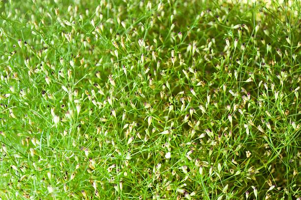 istock gypsophila flower in garden 535402397