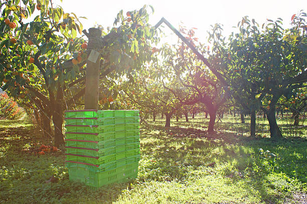 Persimmon orchard harvest with lens flare