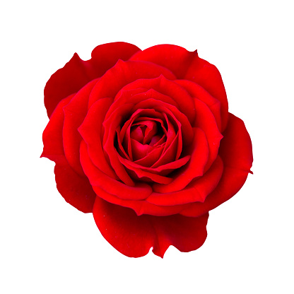 Red rose isolated with clipping path