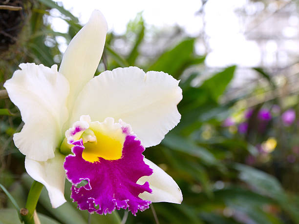 istock Orchid Flower isolated on white background 535402679