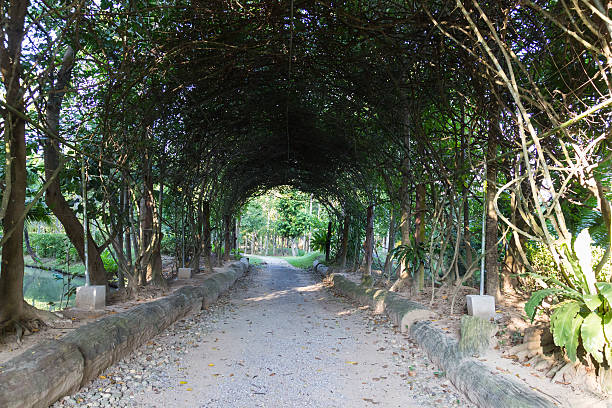 istock walkway under long metal pergola in the garden 535402905
