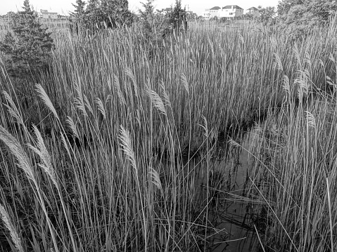 Black and White photo of a wetland in West Ocean City Maryland during the early morning.