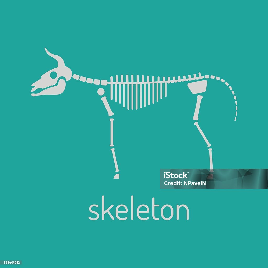 Cow Skeleton Line Drawing Cow Skeleton Vector Illustration Stock Illustration - Download Image ...