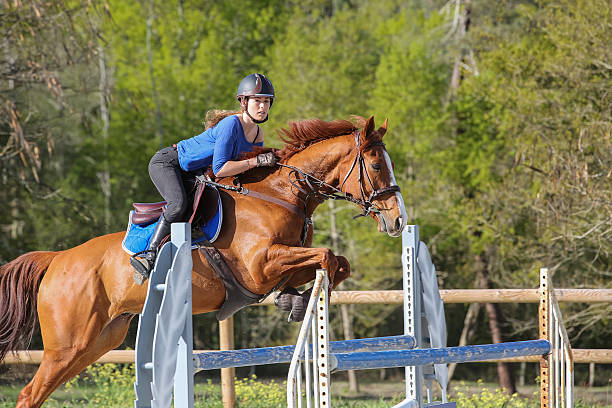 istock horsewoman training to jump before competition 535404674