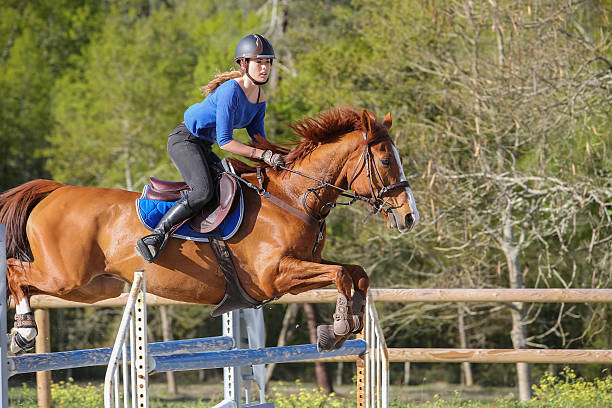 istock horsewoman training to jump before competition 535404736